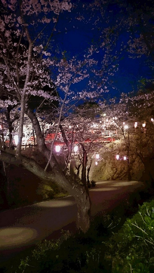 小見川　桜